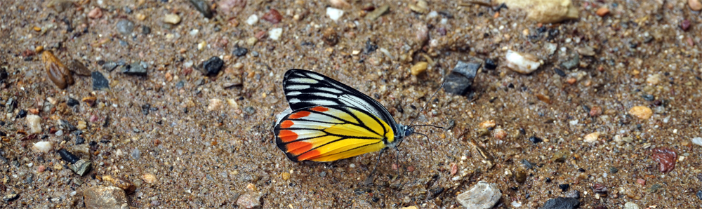 vlinder-pracht-natuur